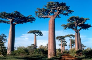 バオバブの木．マダガスカル.jpg